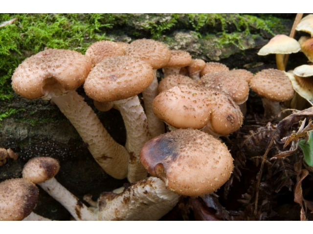 Мицелий Опенка северного (Armillaria borealis)